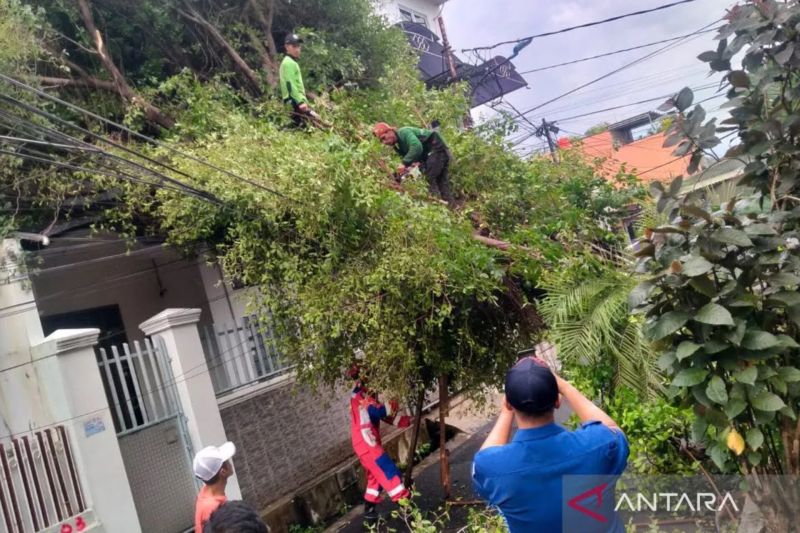 Lima pohon tumbang di Jakarta Pusat