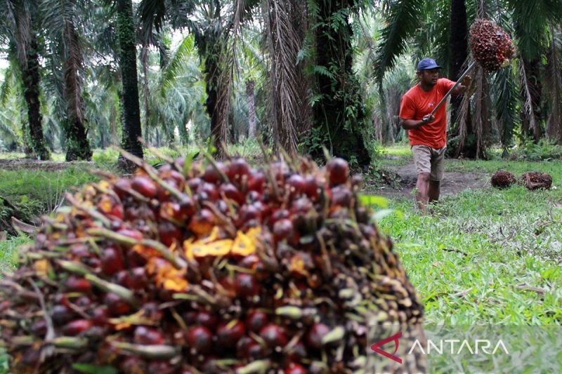 rsi-perluasan-kebun-sawit-manfaatkan-lahan-terdegradasi