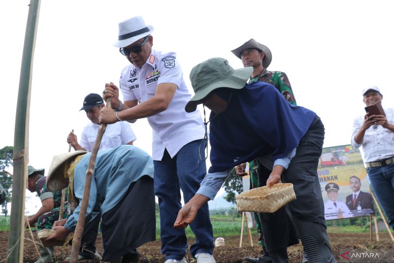 pemkab-bandung-manfaatkan-lahan-200-hektare-untuk-tanam-padi-gogo