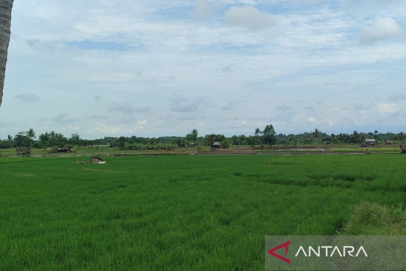 Pemkab Bengkulu Tengah bakal tanam padi gogo di lahan 190 hektare