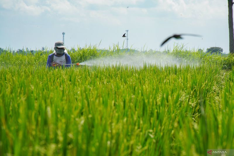 cips-merekomendasikan-peningkatan-produksi-pertanian-dengan-teknologi