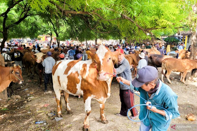 harga-sapi-di-situbondo-turun-dampak-penyebaran-virus-pmk