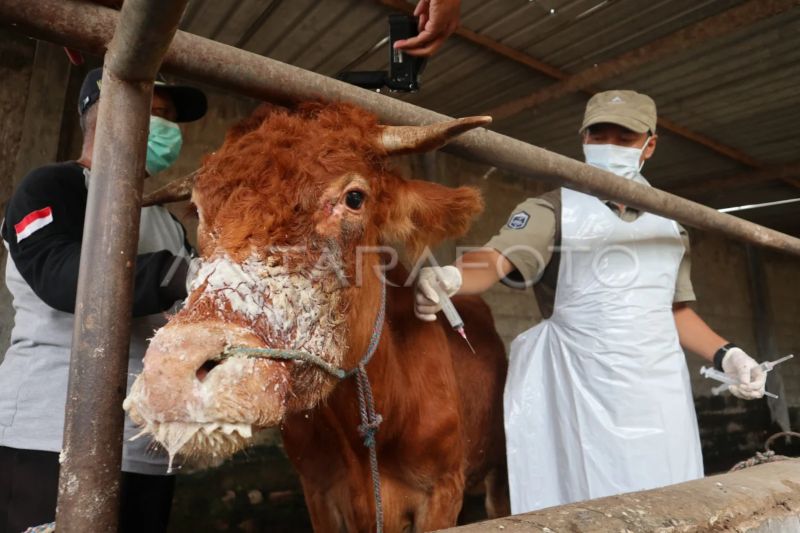 pemerintah-jamin-kasus-pmk-tak-ganggu-stok-daging-saat-ramadhan-1446-h