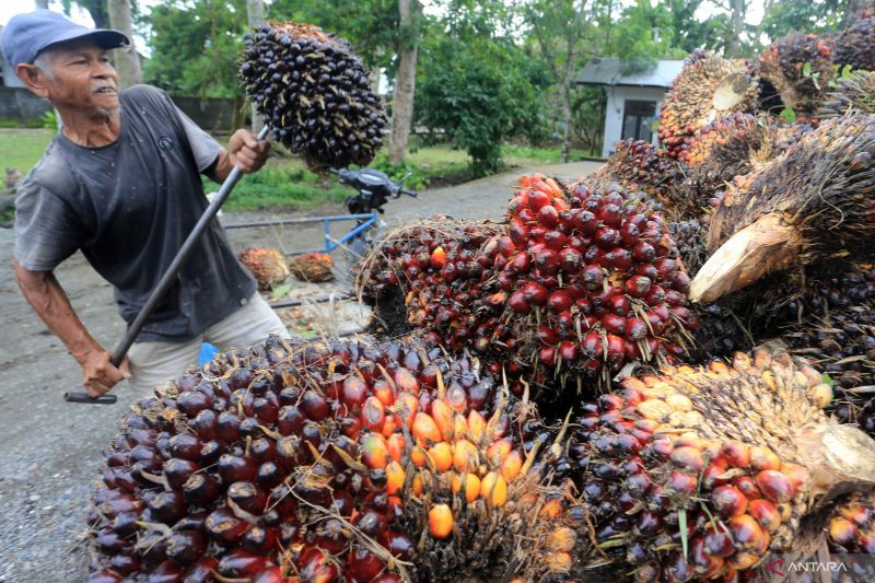 peluang-dan-kompleksitas-kebijakan-perkebunan-kelapa-sawit-indonesia