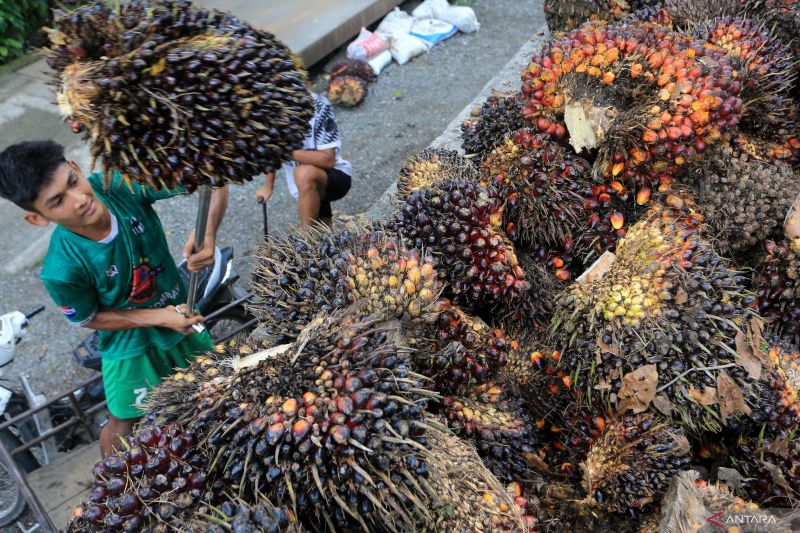 indonesia-berhasil-buktikan-diskriminasi-uni-eropa-atas-minyak-sawit