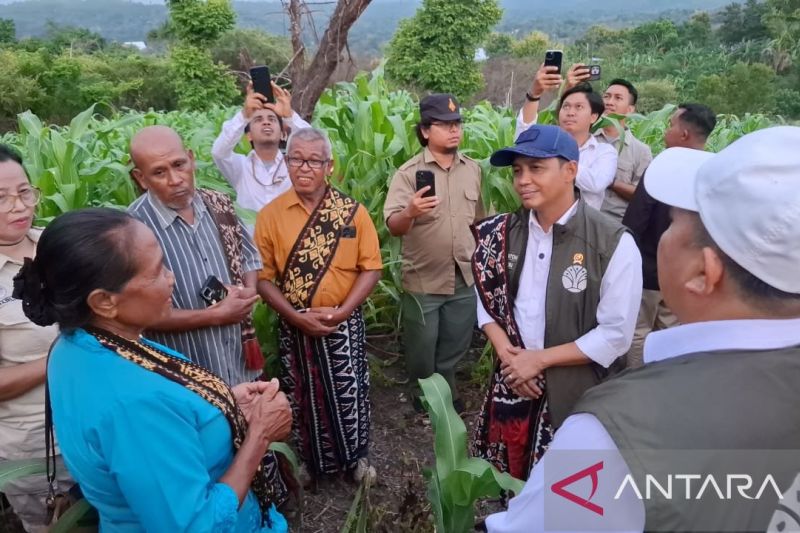 Menhut soroti tanaman Sorgum yang dikelola kelompok tani di Kupang 