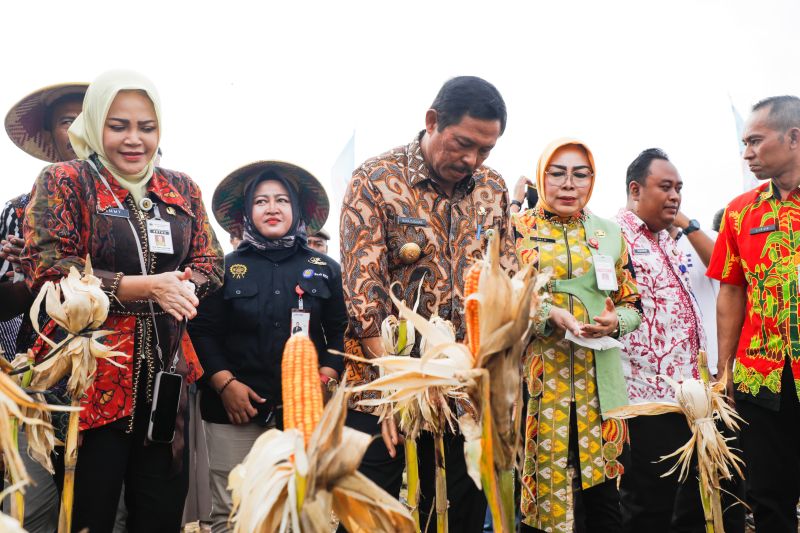 gubernur-jateng-panen-raya-jagung-di-grobogan