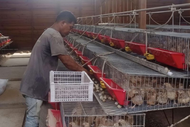 sigbantu-kelompok-peternak-puyuh-andalas-produksi-4000-telurhari