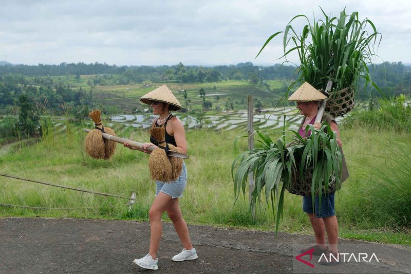 desa-wisata-jatiluwih-sebagai-desa-penggerak-pariwisata-bali