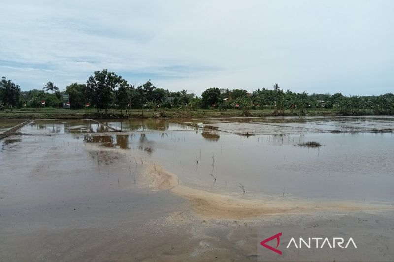 bantul-targetkan-sawah-200-hektare-di-poncosari-panen-3-kali-setahun