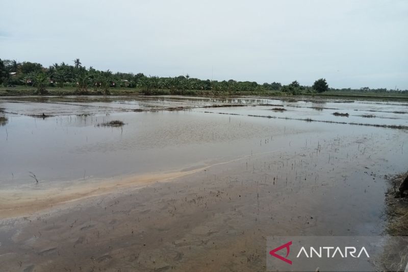 Pemkab Bantul kembangkan wilayah Poncosari sentra ketahanan pangan 