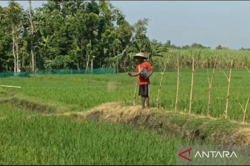 Alokasi pupuk bersubsidi 2025 untuk petani Ngawi capai 79.402 ton 