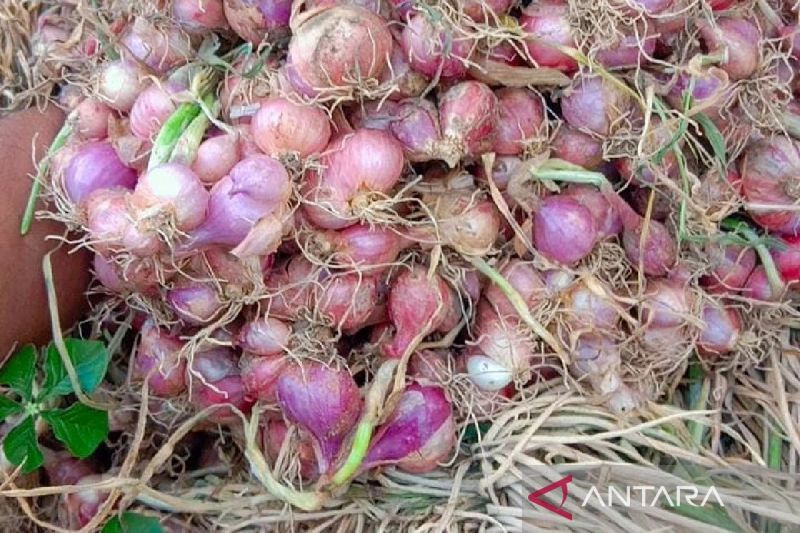 Harga bawang merah di Situbondo turun jadi Rp18.000/kg 