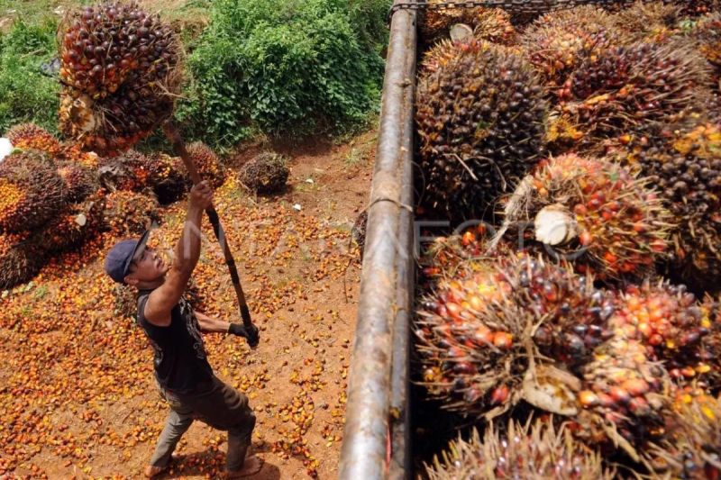 Gapki harap industri sawit lebih kondusif dengan tata kelola yang baik 