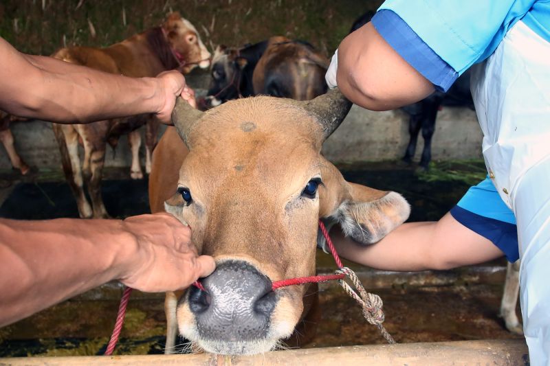 10 keutamaan ibadah kurban dalam ajaran Islam