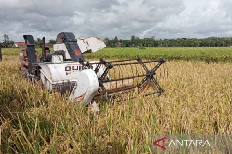 DKPP Bantul pastikan stok padi jelang bulan Ramadhan aman 