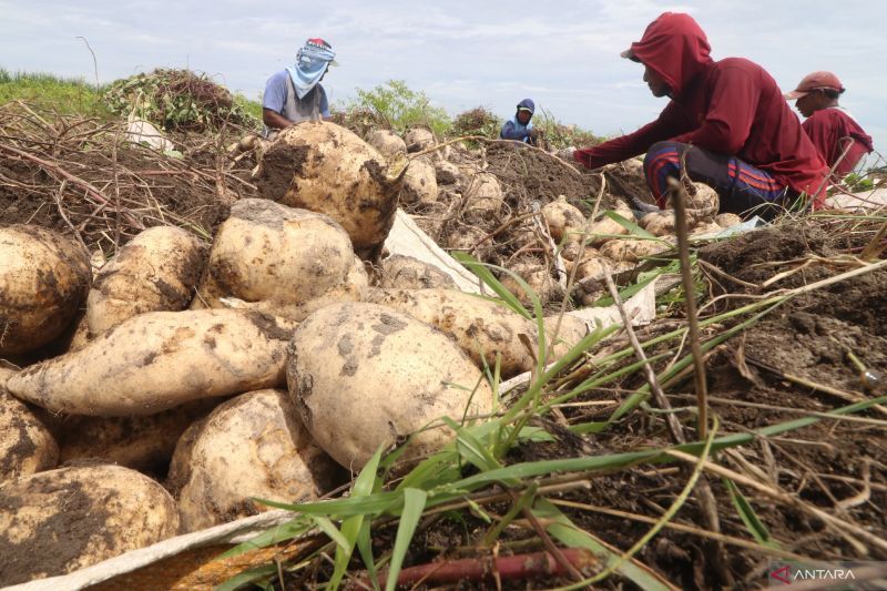 perbandingan-gizi-ubi-jalar-dan-kentang-mana-yang-lebih-sehat