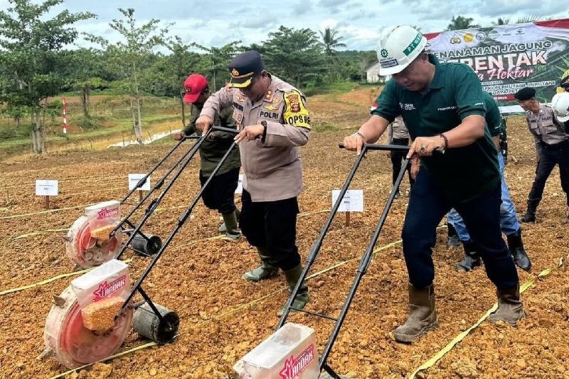 Astra Agro tanam jagung di lahan sawit dukung swasembada pangan 