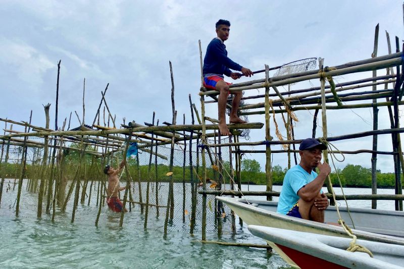 Panen ikan dingkis saat Imlek di Batam 