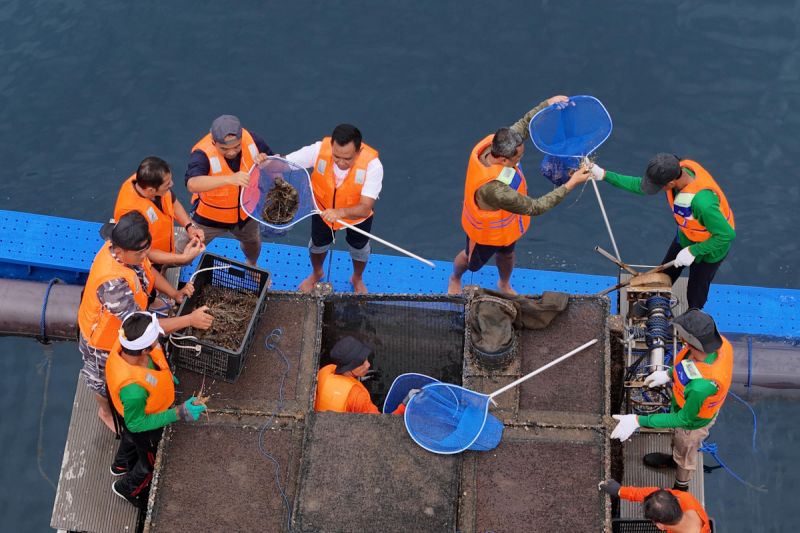 KKP: Pemerintah komitmen dorong pengembangan budidaya lobster 