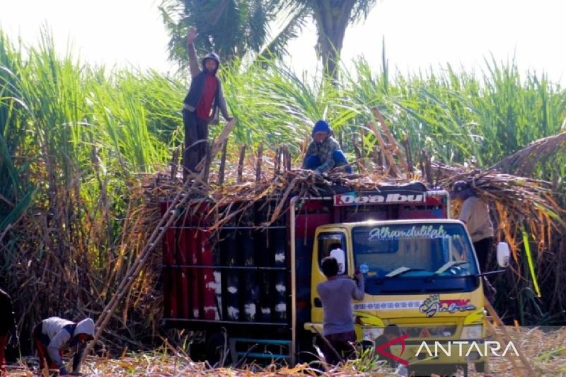 APTRI siap dukung optimalisasi kapasitas giling tebu PG Assembagoes 