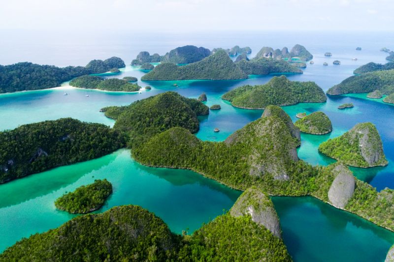 KKP lindungi populasi pari dan hiu dukung wisata bahari Raja Ampat 