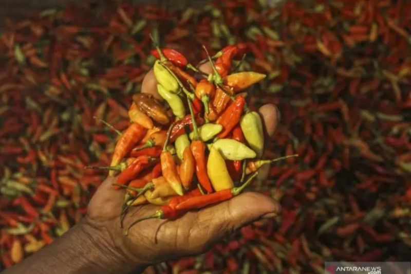 harga-cabai-rawit-merah-pada-jumat-rp63650-per-kilogram