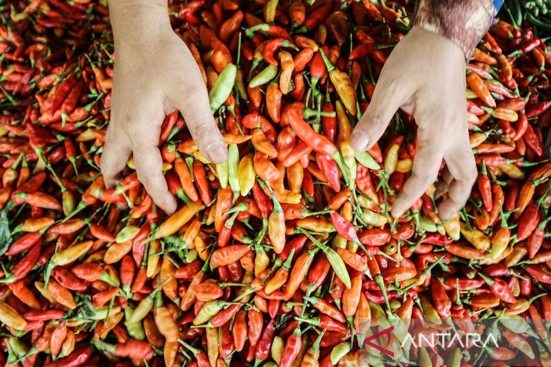 harga-cabai-rawit-merah-pada-jumat-rp63650-per-kilogram