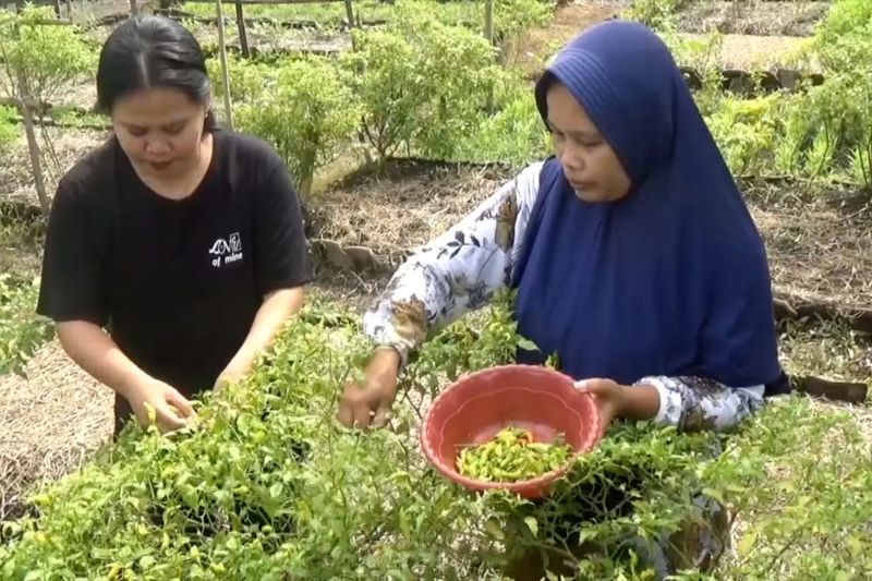 berkat-bertani-mandiri-warga-lumajang-tak-rasakan-mahalnya-cabai