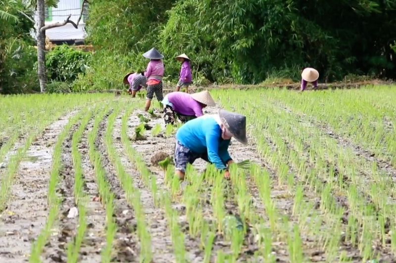 penyuluh-pertanian-turun-gunung-untuk-optimalkan-serapan-pupuk-subsidi