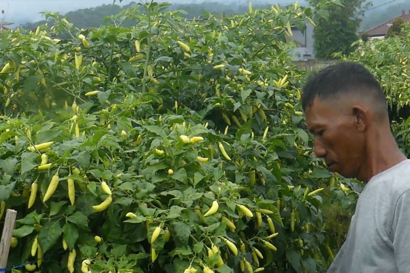 petani-cabai-nikmati-kenaikan-harga-akibat-produksi-yang-berkurang