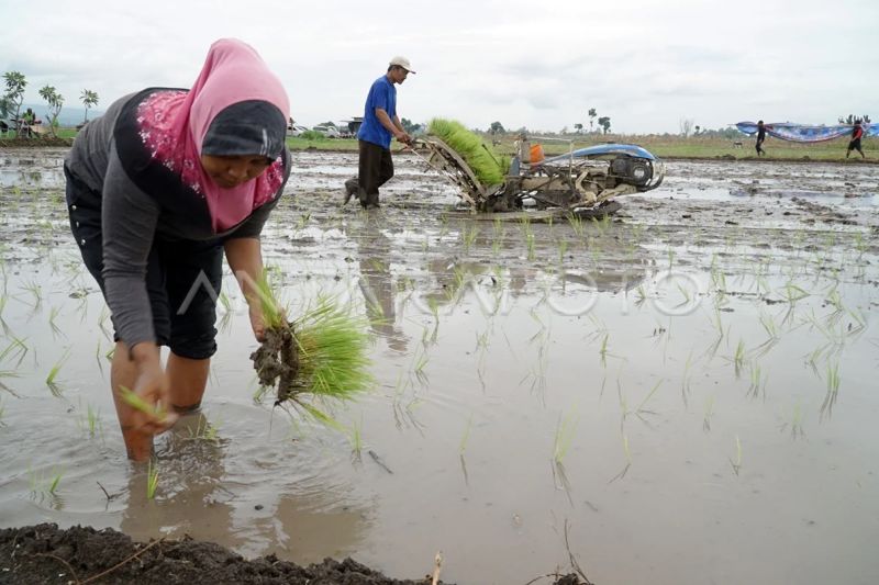 DKI kunjungi Sidoarjo untuk tanam padi dan dukung ketahanan pangan