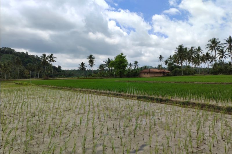 petani-di-lampung-yang-sawah-terkena-banjir-dapat-bantuan-benih-padi