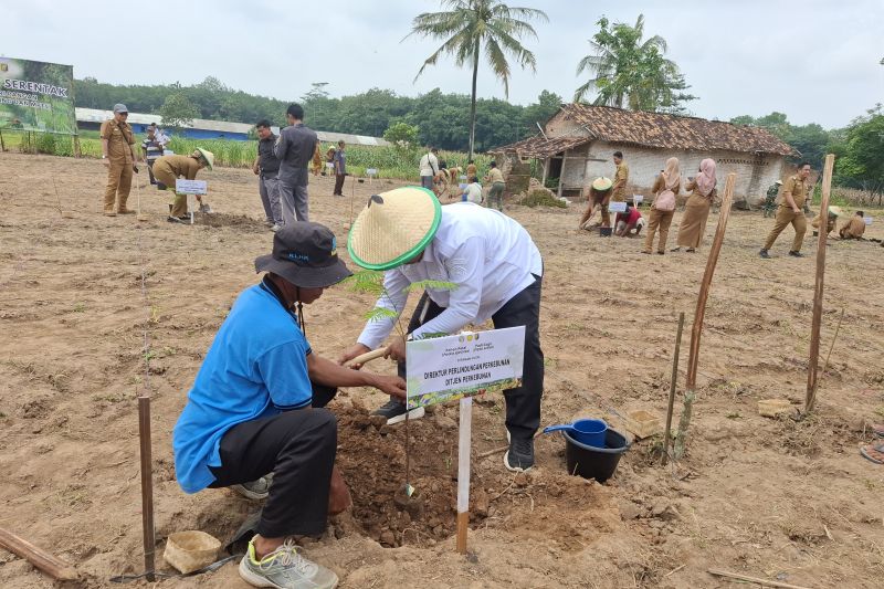 kementan-target-tanam-padi-lahan-kering-lampung-capai-12141-hektare