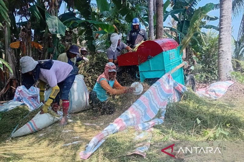 Bulog Sumut targetkan serap 12.000 ton GKP sampai April 