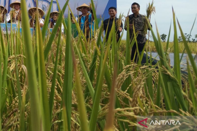 distan-kabupaten-cirebon-catat-produksi-padi-560-ribu-ton-selama-2024