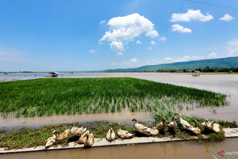 ratusan-hektare-tanaman-padi-di-situbondo-terendam-banjir