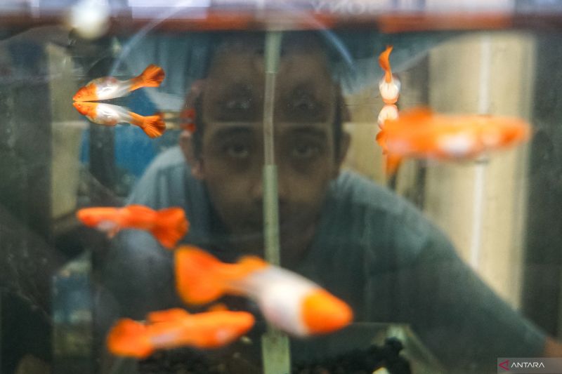 7-cara-rawat-ikan-hias-di-akuarium-agar-tidak-cepat-mati