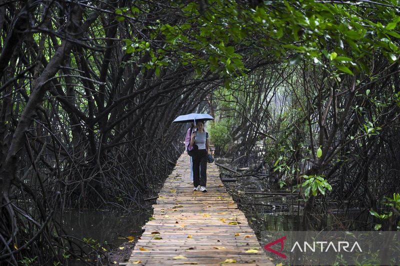 KKP sebut “Giant Mangrove Wall” Jakarta miliki banyak manfaat 