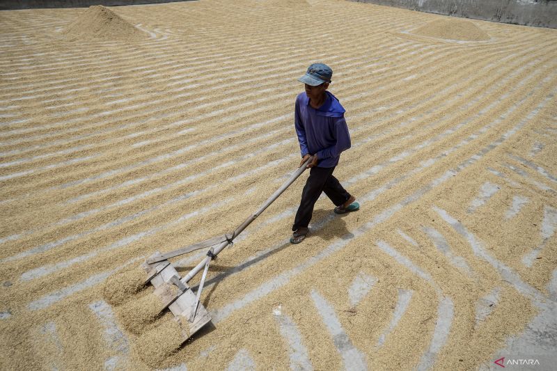 Revitalisasi kelembagaan pangan untuk mewujudkan swasembada pangan 