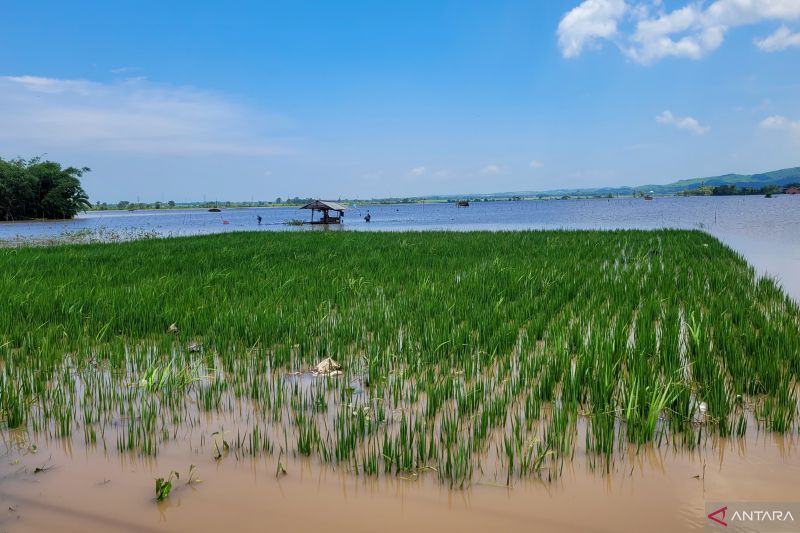 Situbondo laporkan tanggap darurat bencana pertanian ke Kementan 