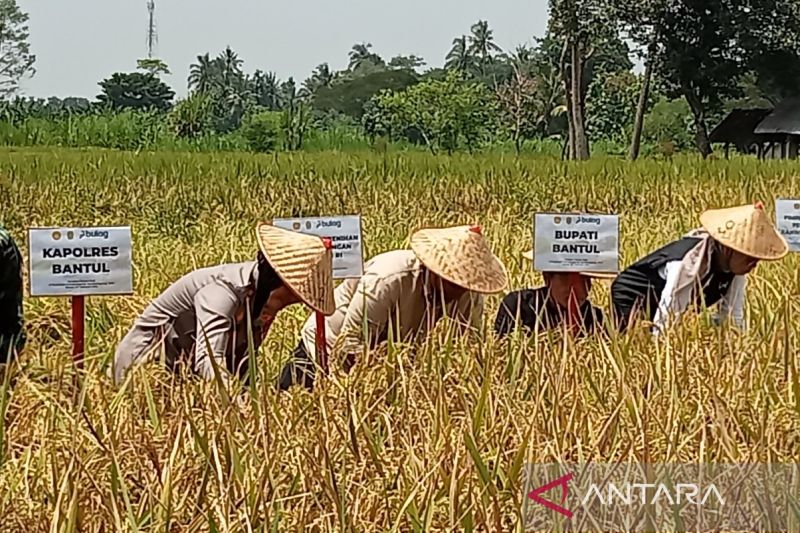 pemkab-bantul-targetkan-tanam-padi-2500-ha-selesai-akhir-februari