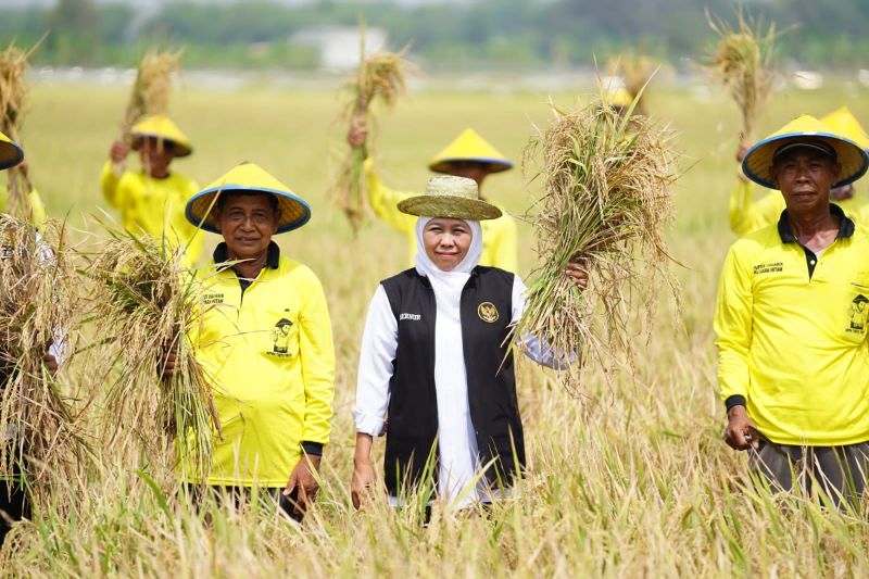 Khofifah pastikan Jatim siap dukung swasembada pangan nasional 