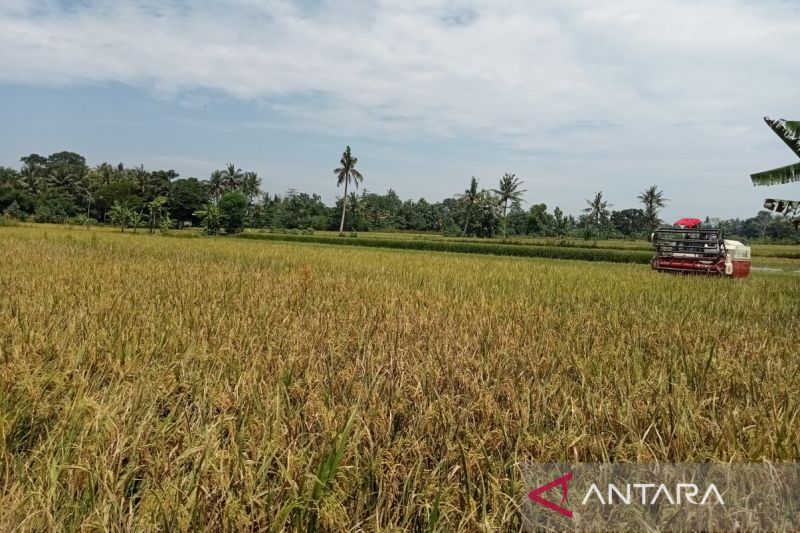 Bantul targetkan luas tanam padi seluas 34.482 hektare pada 2025 