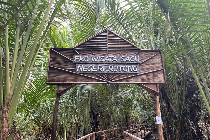 Merawat kearifan hutan sagu Negeri Rutong demi ketahanan pangan 