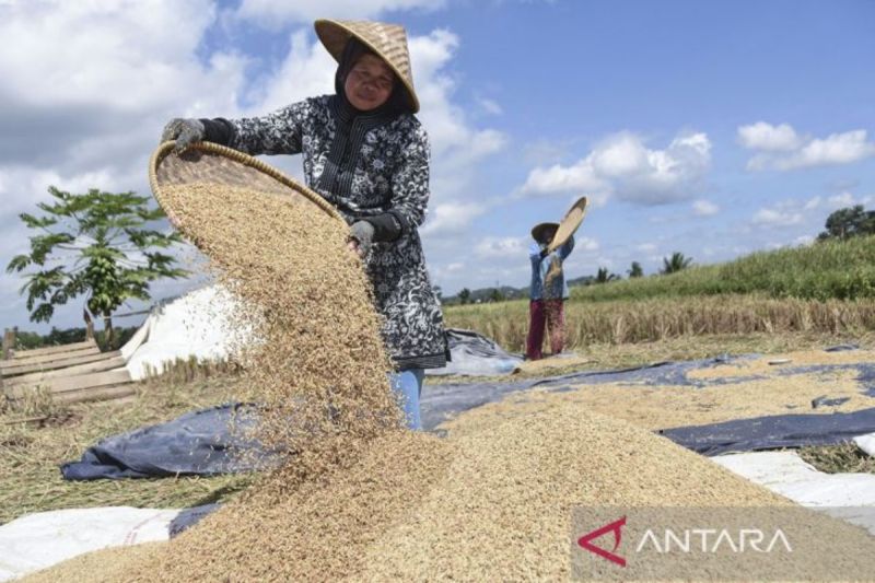 Mentan: Harga gabah pada masa panen tidak boleh turun dari HPP Rp6.500 