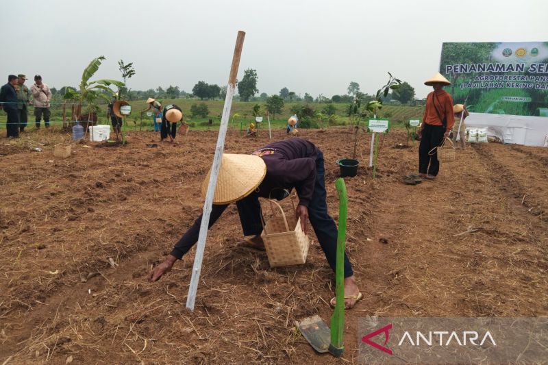 Pemkab Indramayu sediakan 4.400 ha lahan untuk program agroforestri