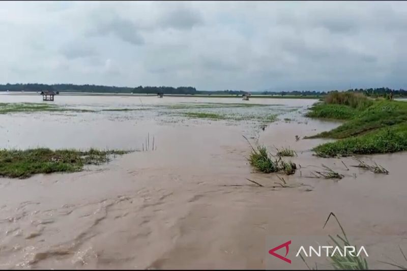 Ribuan hektare sawah di Lampung Selatan terendam banjir