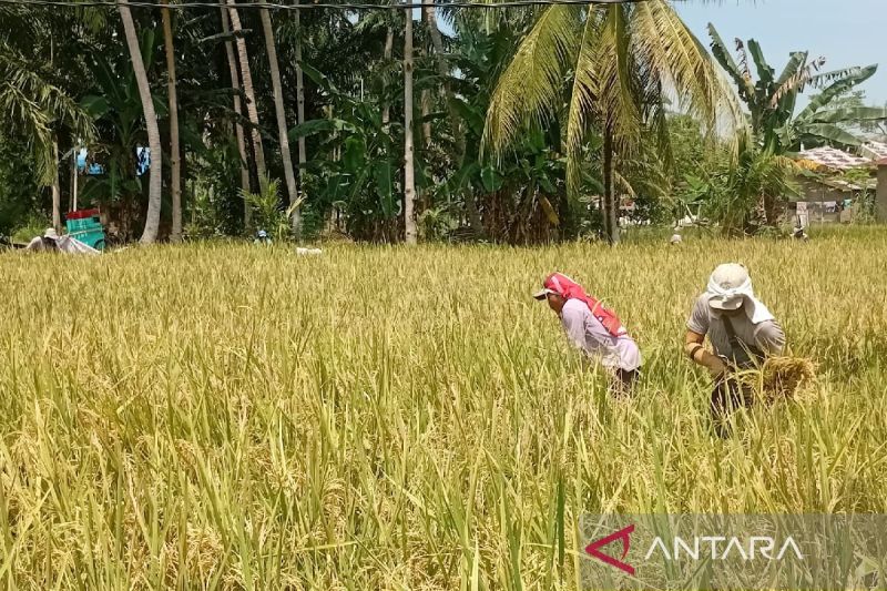 Bulog Sumut maksimalkan penyerapan GKP memasuki musim panen 