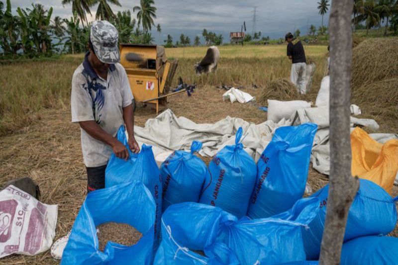 Bulog Sulteng hentikan penyaluran SPHP karena fokus serap beras petani 